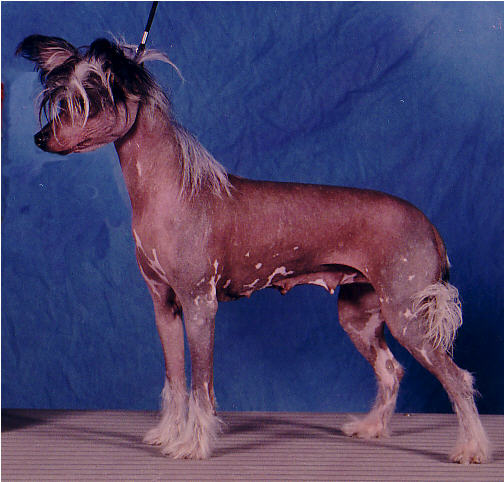 Mannequin's Geraldine