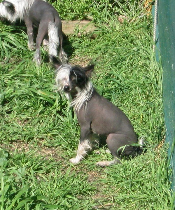 Kilfenora Empire Rose