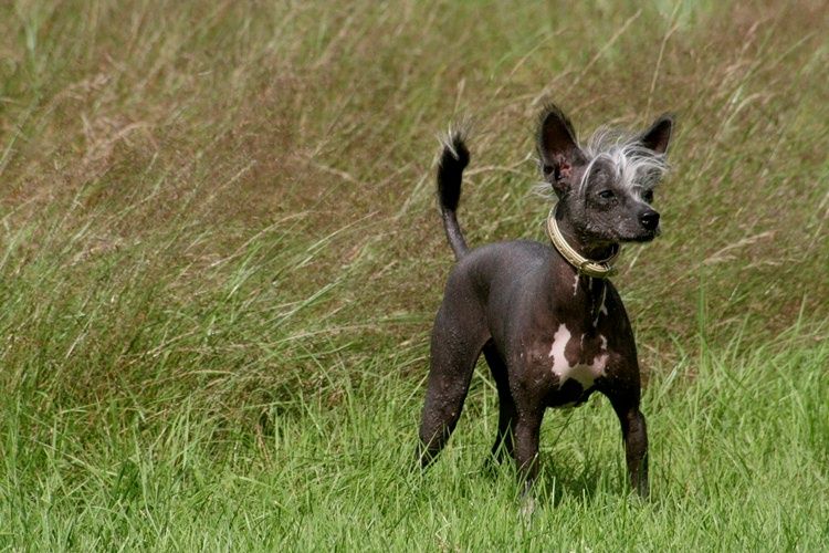 Qu-ya-va's Nomi To House Of Fun