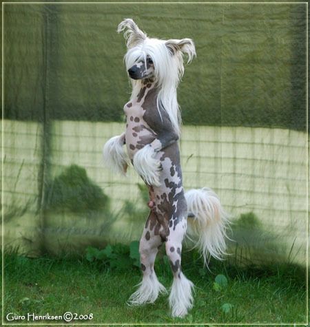 Qu-ya-va's Pirat Sun Shine