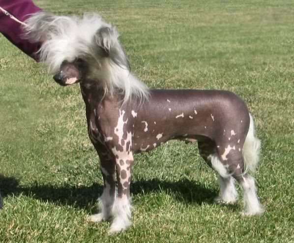 Fairyhorse Kiss Me Quick