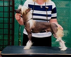 Agent z Gangu Lysych