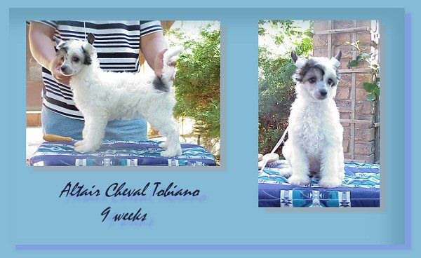 Altair Cheval Tobiano