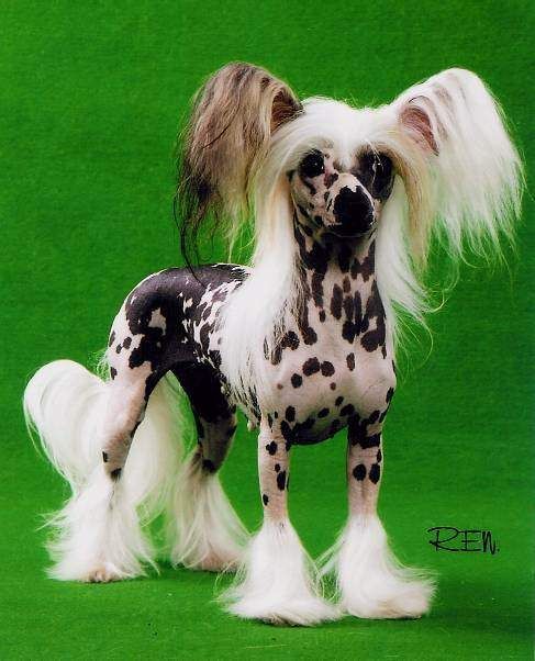 Amanda Hvezda z Podmok