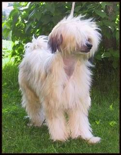 Amelion's Dee Vee Dee