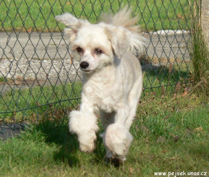 Barnabash Candy Ze Zeme Pokladu