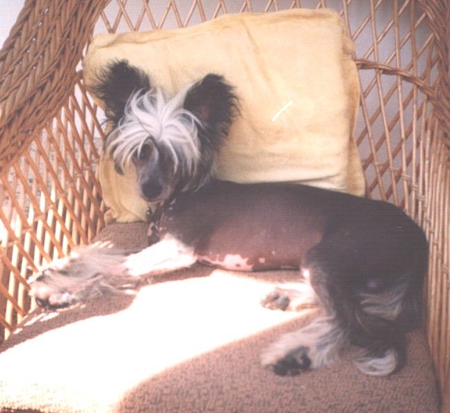 Bextry Hvezda z Podmok