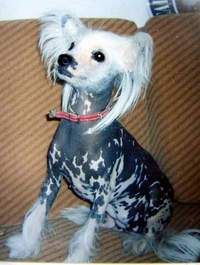 Bianca Shezabel Od Chlpiku