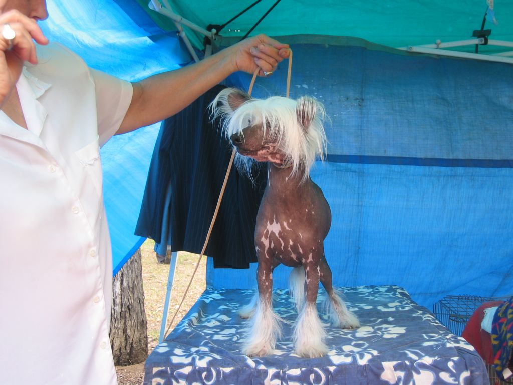 Blackheath Justa Playboy