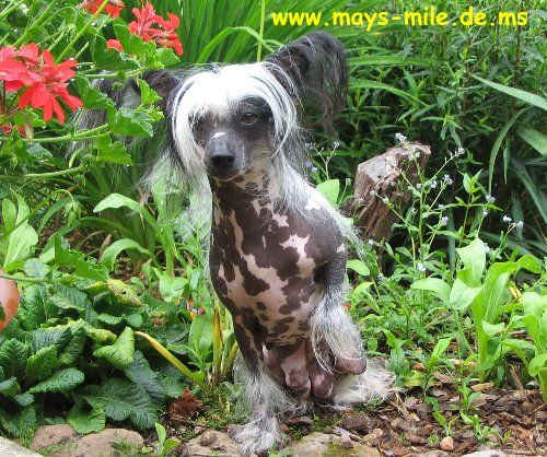 Blanket Marble Pazzda