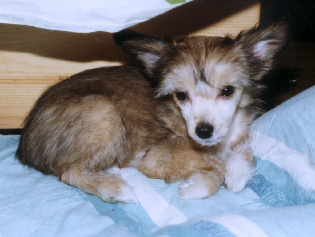 Blue Crest's Walzing Matilda