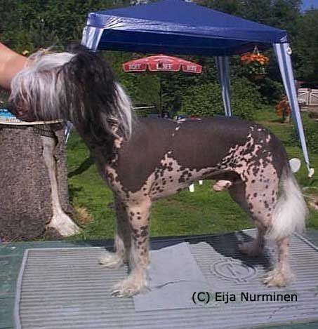 Bonzer's Black Or White