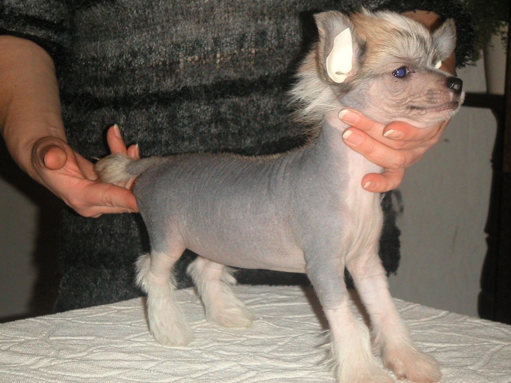 Bozo Gang's Braveheart