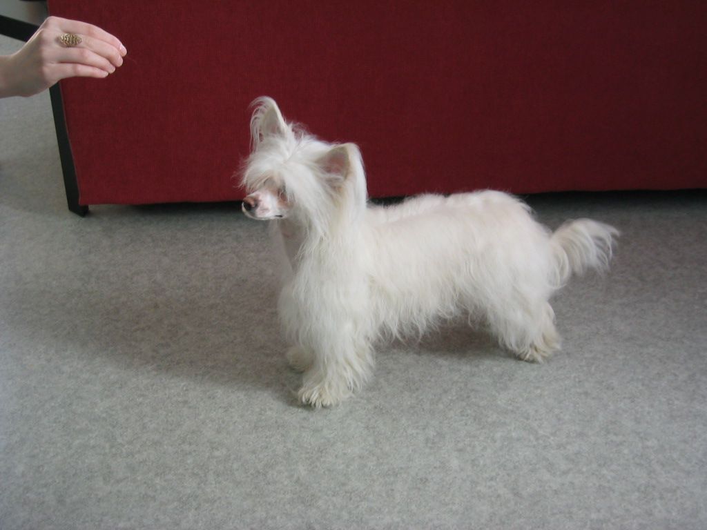 Bozo Gang's Thekla Thewitch