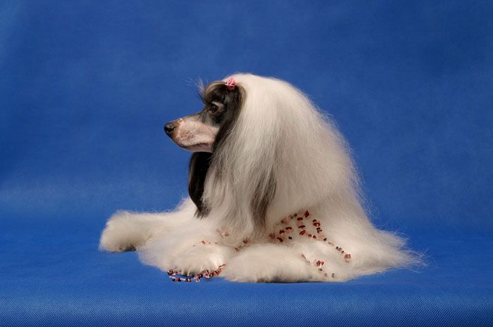 British Glori Gracia Pusha (in Shelcovij Shlejf)