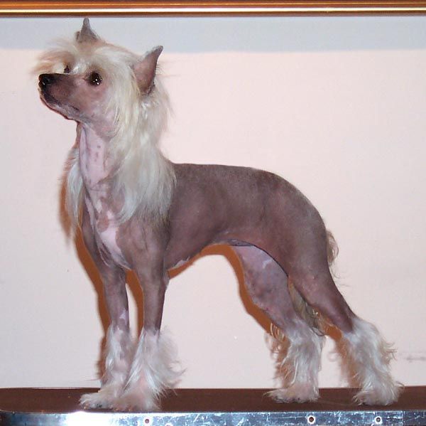 Brocade's Watch Me Sizzle