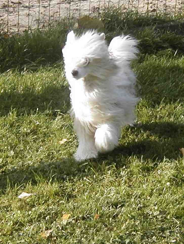 Cameo White Top Model De Rama