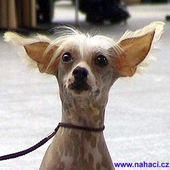 Celeste Cherie Boheme