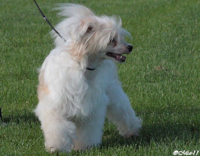 Cesminia Hot Chocolate