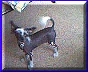 Chadoo Good Feng Shui