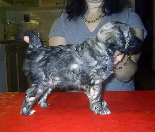 Chattanooga's I'm The Man