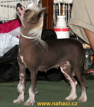 China Princess Od Chlpiku