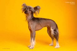 Kitayskiy Shelk Atlanta