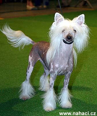 Crestars Aisharoze Topmodel