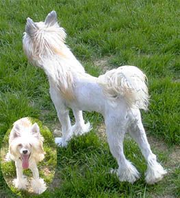 Crestars Generation Gap