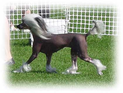 Crestars La Belle Danziger