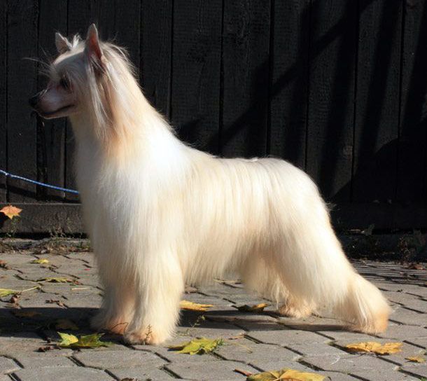 Crestars The Chozen One