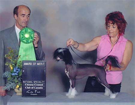 Crestars The Heat Izzon HL