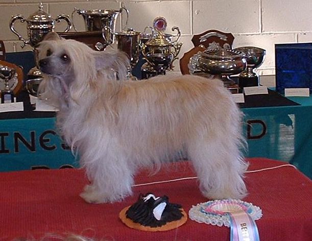 Crestmagic's Showstopper With Pazazz