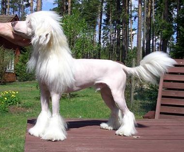 Crestwood Join The Circus