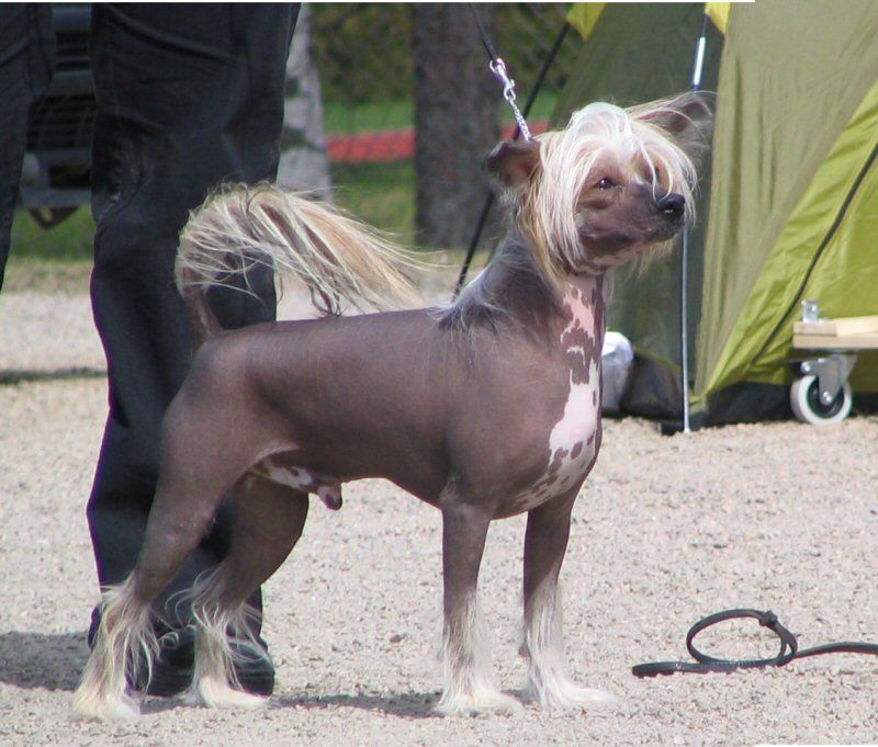 Crestwood Kaptain Kool