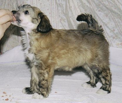 Crestwood Kimono Kween