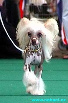 Cronhammar's Chatelaine