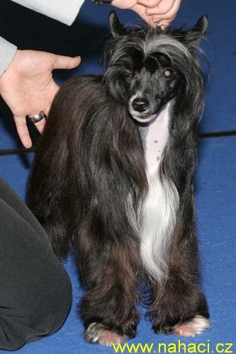 Dare To Dream Of N'co