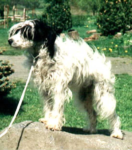 Dee Dee Sarah Mahtob