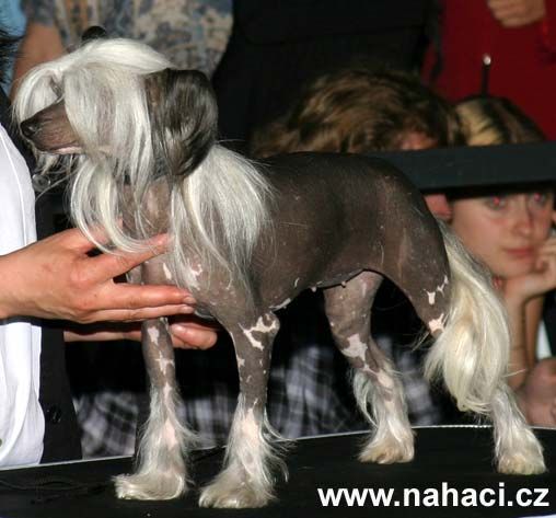 Diamond Dream Of Honeycroft