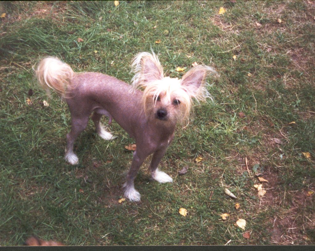 Di Gabriellas Nikola