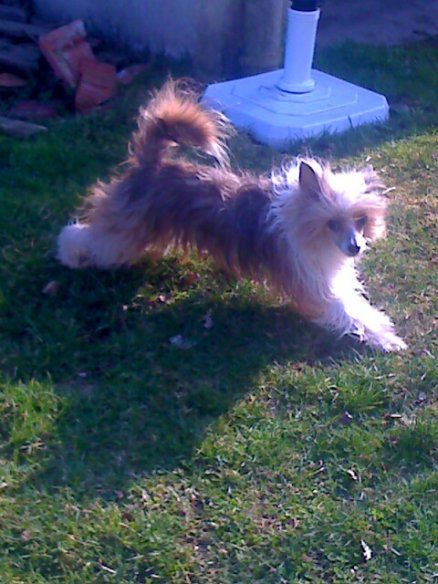 Dollar US Top Model De Rama