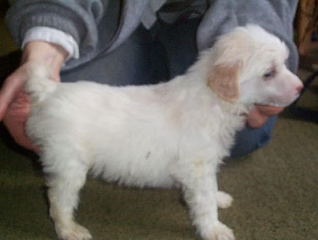 Doucai Happy Go Lucky