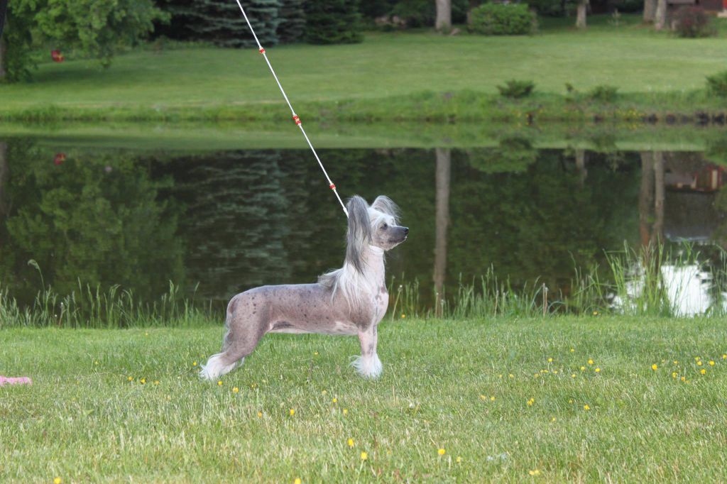 Dragon Moon Make Me See Stars