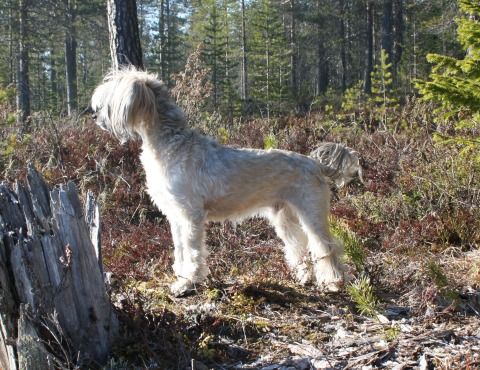 Dragon Moon Moonwalker