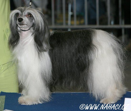 Drosera Powder Od Chlpiku