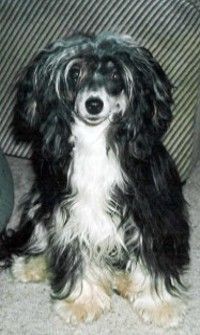 Duchesse of Red Angel's