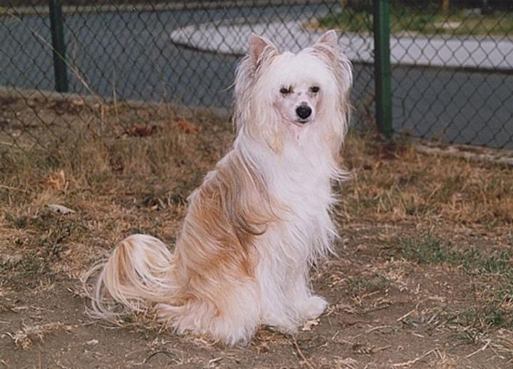 Eichir Powder Ankadi