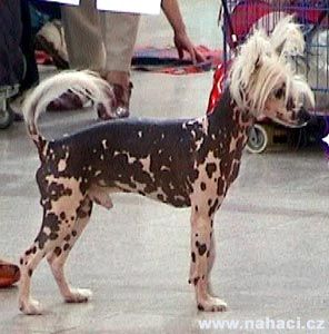 Elegant Pink Od Chlpiku