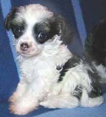 Engyra Endearing Empress Of Powder Dream